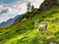 Begegnung am Giglachsee